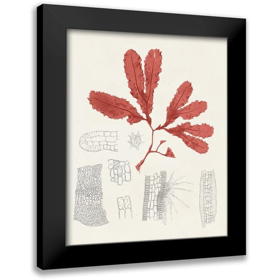 Unknown 12x14 Black Modern Framed Museum Art Print Titled - Vintage Coral Study II