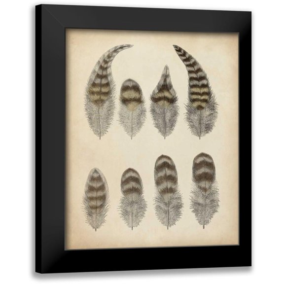 Unknown 12x14 Black Modern Framed Museum Art Print Titled - Vintage Feathers I