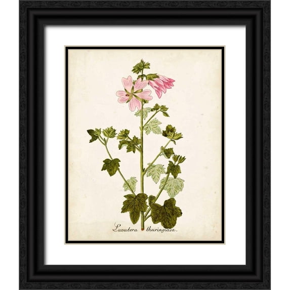Unknown 12x14 Black Ornate Wood Framed with Double Matting Museum Art Print Titled - Antique Herb Botanical V