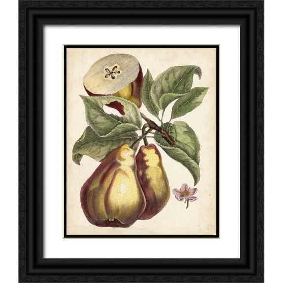Unknown 12x14 Black Ornate Wood Framed with Double Matting Museum Art Print Titled - Antique Pear Study I
