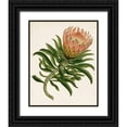 thumbnail image 1 of Unknown 12x14 Black Ornate Wood Framed with Double Matting Museum Art Print Titled - Antique Protea IV, 1 of 4
