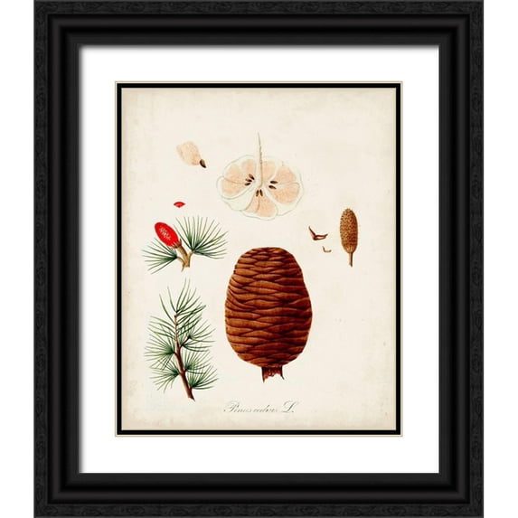 Unknown 12x14 Black Ornate Wood Framed with Double Matting Museum Art Print Titled - Antique Tree Study VII