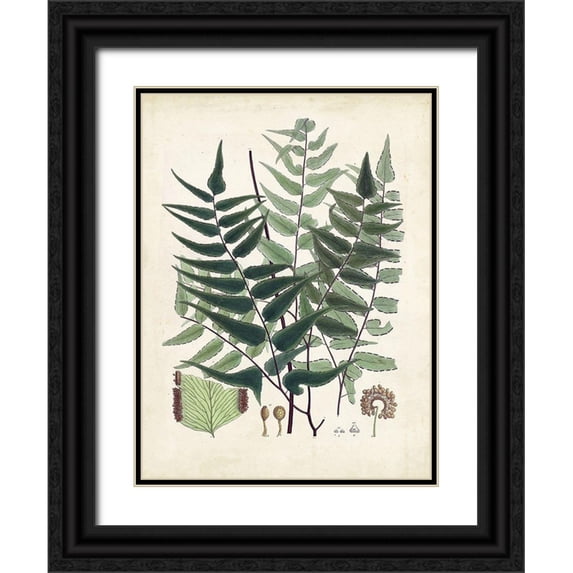 Unknown 12x14 Black Ornate Wood Framed with Double Matting Museum Art Print Titled - Collected Ferns VII
