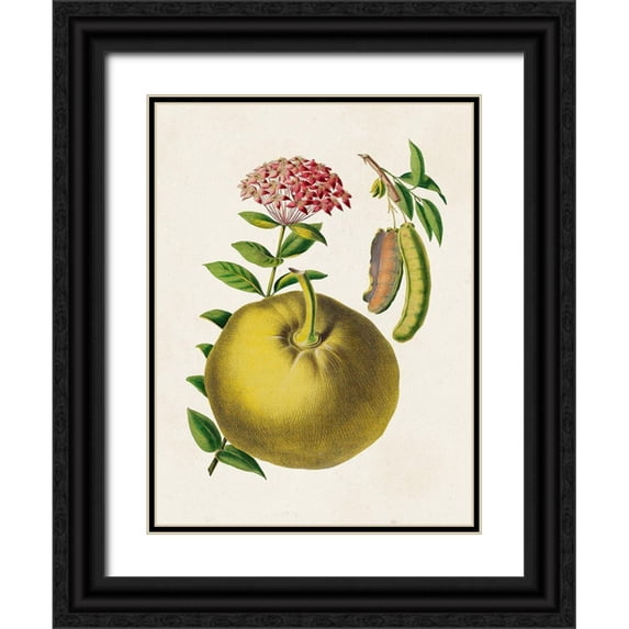 Unknown 12x14 Black Ornate Wood Framed with Double Matting Museum Art Print Titled - Fruit of the Tropics IX