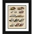 thumbnail image 1 of Unknown 12x14 Black Ornate Wood Framed with Double Matting Museum Art Print Titled - Shell Collection III, 1 of 4