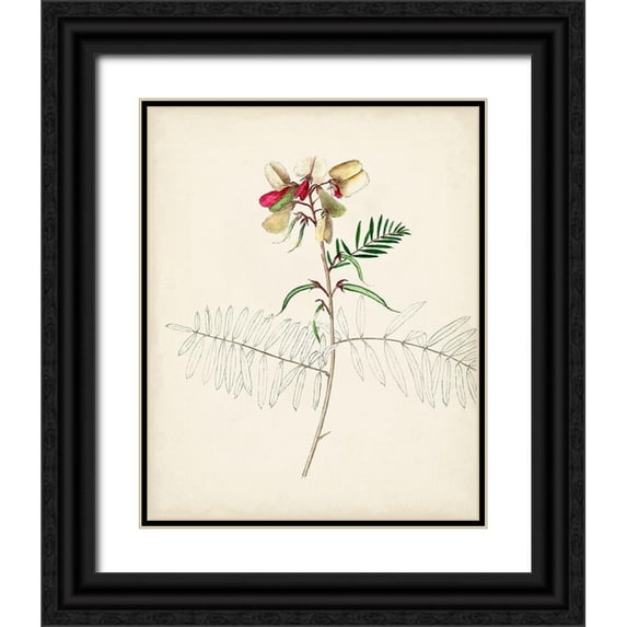 Unknown 12x14 Black Ornate Wood Framed with Double Matting Museum Art Print Titled - Watercolor Botanical Sketches II