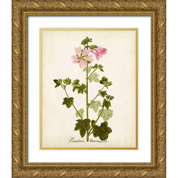 Unknown 12x14 Gold Ornate Wood Framed with Double Matting Museum Art Print Titled - Antique Herb Botanical V