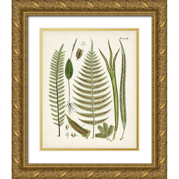 Unknown 12x14 Gold Ornate Wood Framed with Double Matting Museum Art Print Titled - Fanciful Ferns V