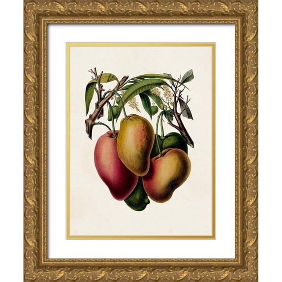 Unknown 12x14 Gold Ornate Wood Framed with Double Matting Museum Art Print Titled - Fruit of the Tropics V