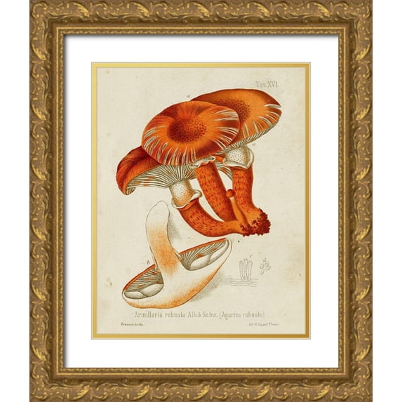 Unknown 12x14 Gold Ornate Wood Framed with Double Matting Museum Art Print Titled - Mushroom Varieties VII