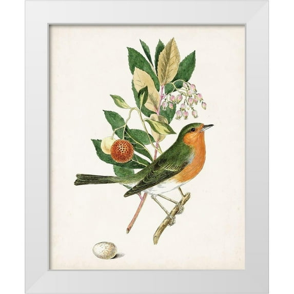 Unknown 12x14 White Modern Wood Framed Museum Art Print Titled - Antique Bird-Botanical and Egg I