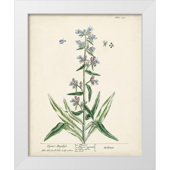 Unknown 12x14 White Modern Wood Framed Museum Art Print Titled - Antique Herbs II