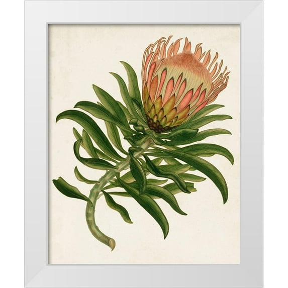 Unknown 12x14 White Modern Wood Framed Museum Art Print Titled - Antique Protea IV