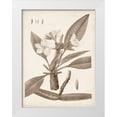 thumbnail image 1 of Unknown  12x14 White Modern Wood Framed Museum Art Print Titled - Antique Sepia Botanicals II, 1 of 4