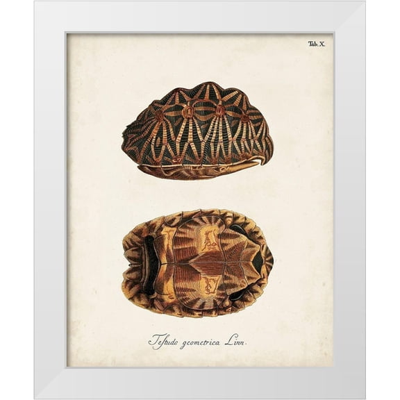 Unknown 12x14 White Modern Wood Framed Museum Art Print Titled - Antique Turtles and Shells I