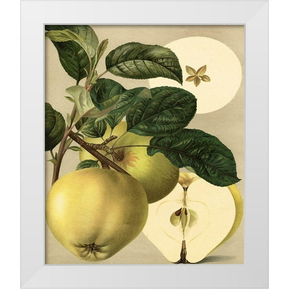 Unknown 12x14 White Modern Wood Framed Museum Art Print Titled - Apple Harvest I