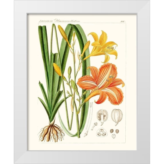 Unknown 12x14 White Modern Wood Framed Museum Art Print Titled - Bright Botanicals VIII