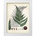 thumbnail image 1 of Unknown  12x14 White Modern Wood Framed Museum Art Print Titled - Collected Ferns II, 1 of 4