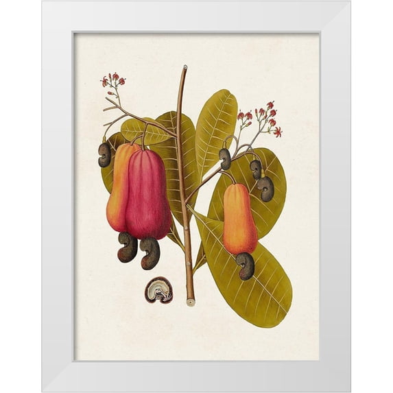 Unknown 12x14 White Modern Wood Framed Museum Art Print Titled - Exotic Botanicals I