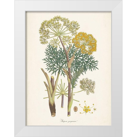 Unknown 12x14 White Modern Wood Framed Museum Art Print Titled - Saffron Botanicals I
