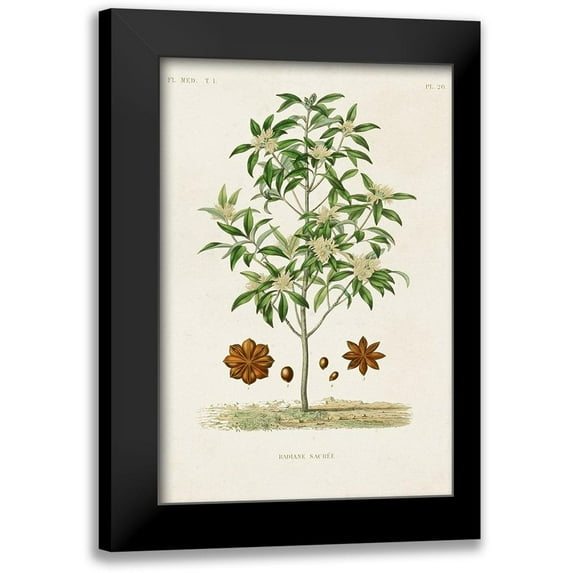 Unknown 13x18 Black Modern Framed Museum Art Print Titled - Antique Tree with Fruit XI