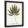thumbnail image 1 of Unknown 13x18 Black Modern Wood Framed Wall Art Titled - Nature Printed Ferns XII, 1 of 6