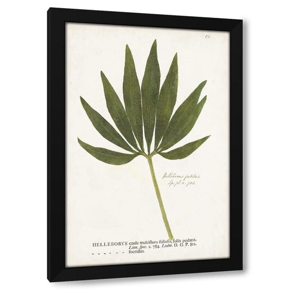 Unknown 13x18 Black Modern Wood Framed Wall Art Titled - Nature Printed Ferns XII