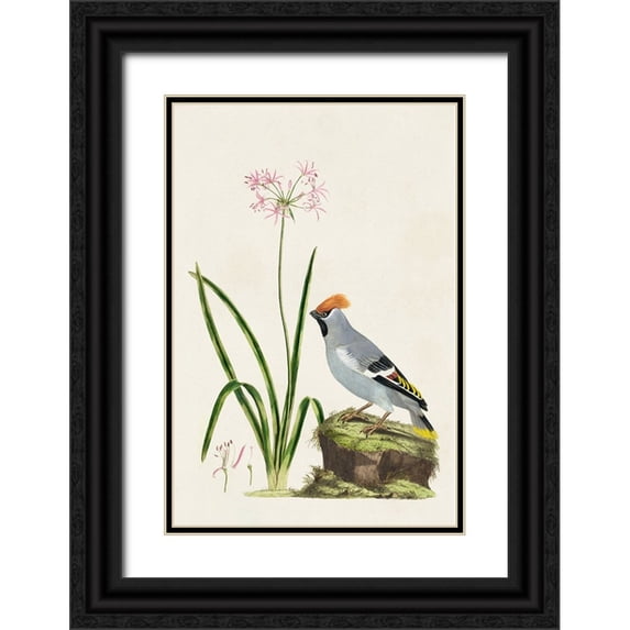 Unknown 13x18 Black Ornate Wood Framed with Double Matting Museum Art Print Titled - Bird in Habitat II