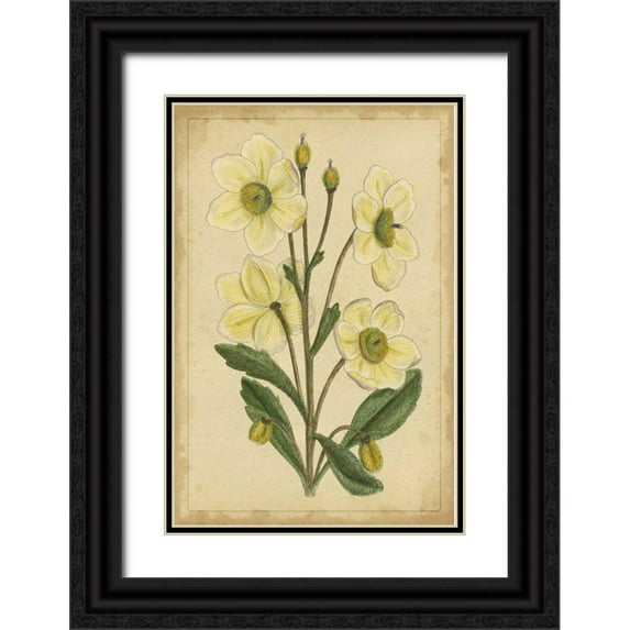 Unknown 13x18 Black Ornate Wood Framed with Double Matting Museum Art Print Titled - Curtis Blooms in White II