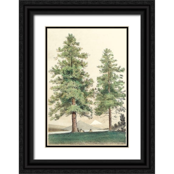 Unknown 13x18 Black Ornate Wood Framed with Double Matting Museum Art Print Titled - Majestic Pine II