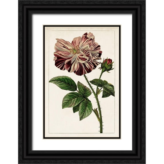 Unknown 13x18 Black Ornate Wood Framed with Double Matting Museum Art Print Titled - Mauve Botanicals V