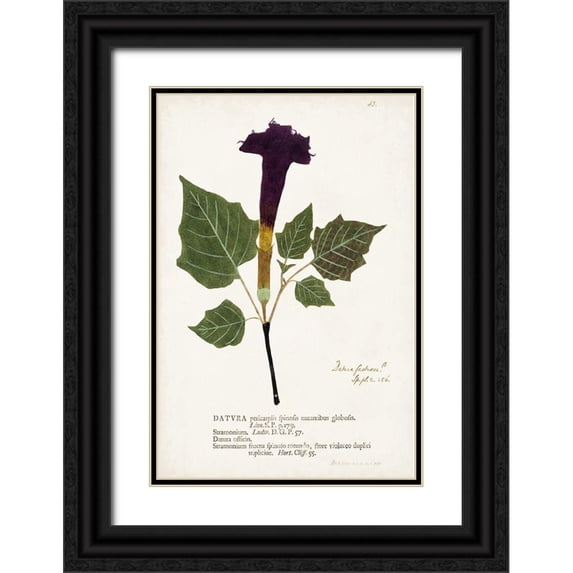 Unknown 13x18 Black Ornate Wood Framed with Double Matting Museum Art Print Titled - Nature Printed Botanicals IV