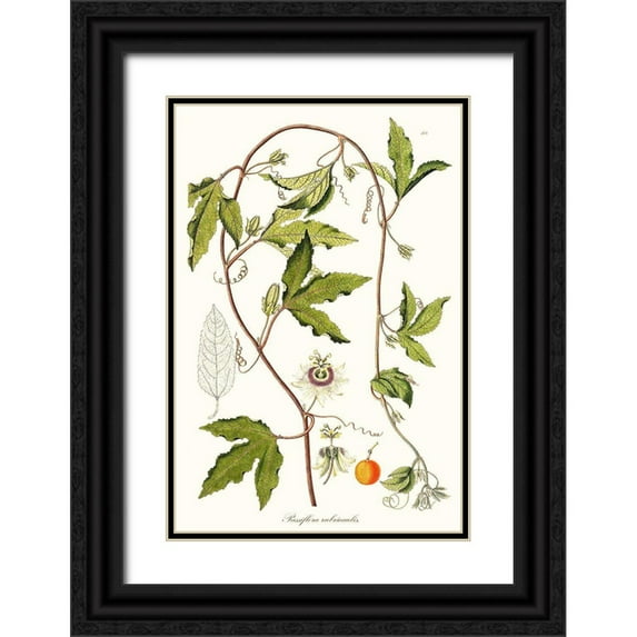 Unknown 13x18 Black Ornate Wood Framed with Double Matting Museum Art Print Titled - Passion Flower Trio III