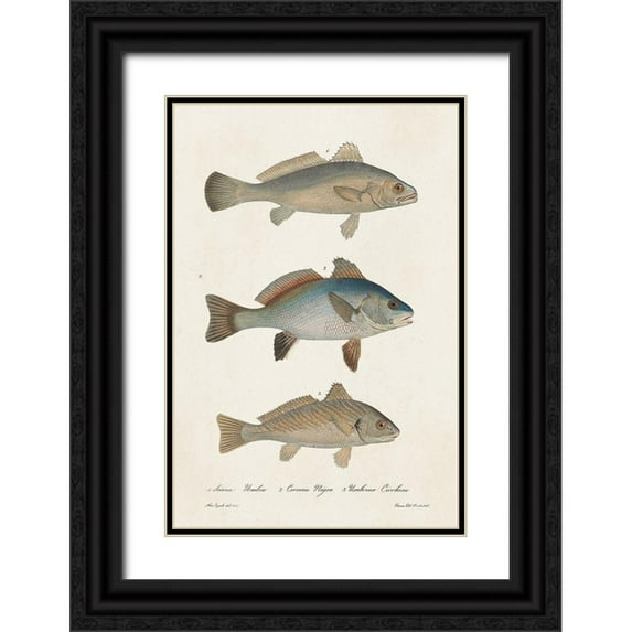 Unknown 13x18 Black Ornate Wood Framed with Double Matting Museum Art Print Titled - Species of Antique Fish III
