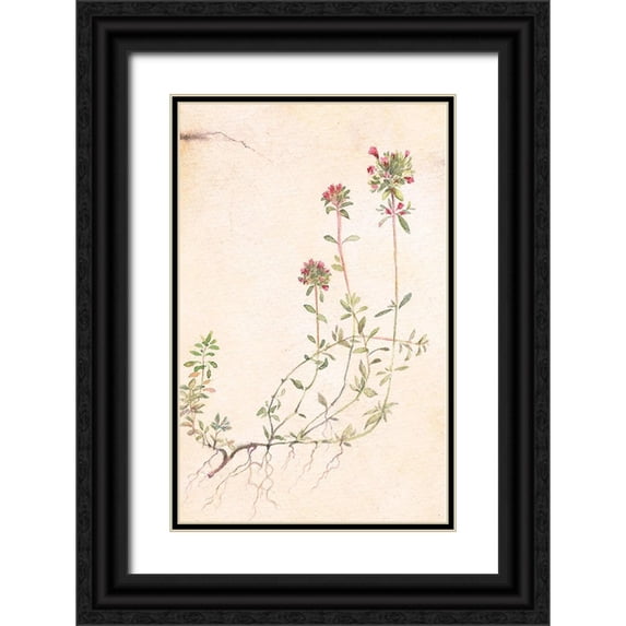 Unknown 13x18 Black Ornate Wood Framed with Double Matting Museum Art Print Titled - Thyme