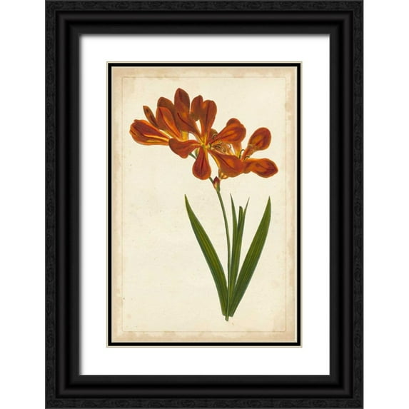 Unknown 13x18 Black Ornate Wood Framed with Double Matting Museum Art Print Titled - Vibrant Curtis Botanicals VI