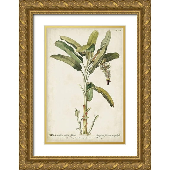 Unknown 13x18 Gold Ornate Wood Framed with Double Matting Museum Art Print Titled - Banana Palm I