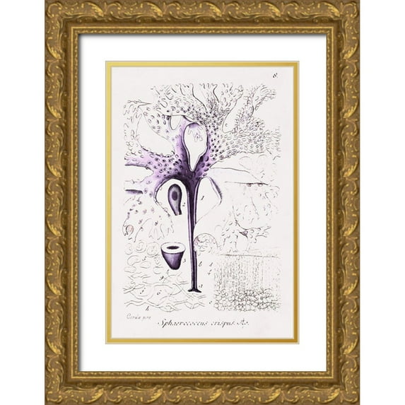 Unknown 13x18 Gold Ornate Wood Framed with Double Matting Museum Art Print Titled - Seaweed Illustration VII