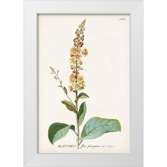 Unknown 13x18 White Modern Wood Framed Museum Art Print Titled - Alluring Botamical II