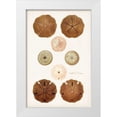 thumbnail image 1 of Unknown 13x18 White Modern Wood Framed Museum Art Print Titled - Coastal Curiosity III, 1 of 4