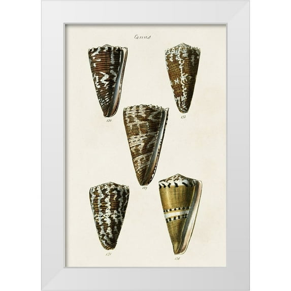 Unknown 13x18 White Modern Wood Framed Museum Art Print Titled - Cone Shell Collection V