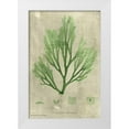 thumbnail image 1 of Unknown 13x18 White Modern Wood Framed Museum Art Print Titled - Emerald Seaweed II, 1 of 4