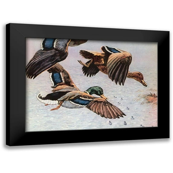 Unknown 14x11 Black Modern Framed Museum Art Print Titled - Sitting Ducks