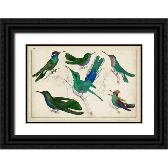 Unknown 14x11 Black Ornate Wood Framed with Double Matting Museum Art Print Titled - Hummingbird Gathering II