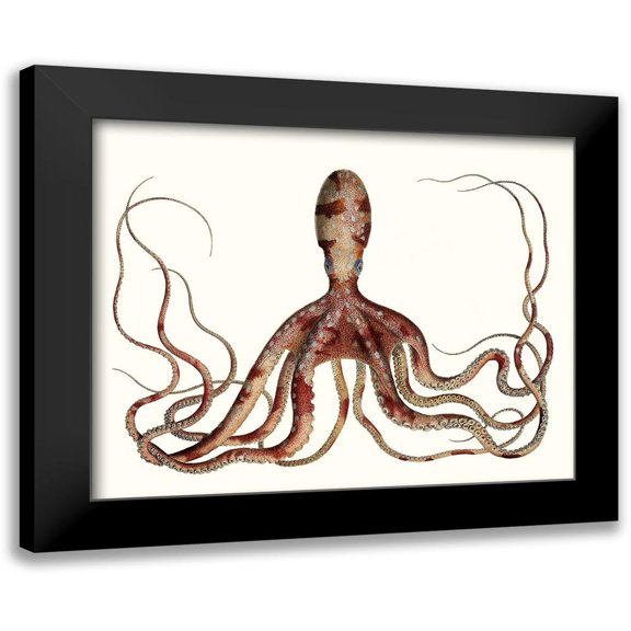 Unknown 14x12 Black Modern Framed Museum Art Print Titled - Antique Octopus Collection II
