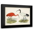 thumbnail image 1 of Unknown 14x12 Black Modern Framed Museum Art Print Titled - Antique Waterbirds II, 1 of 5