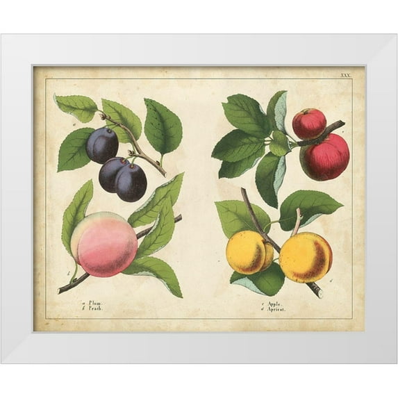 Unknown 14x12 White Modern Wood Framed Museum Art Print Titled - Kitchen Fruits I