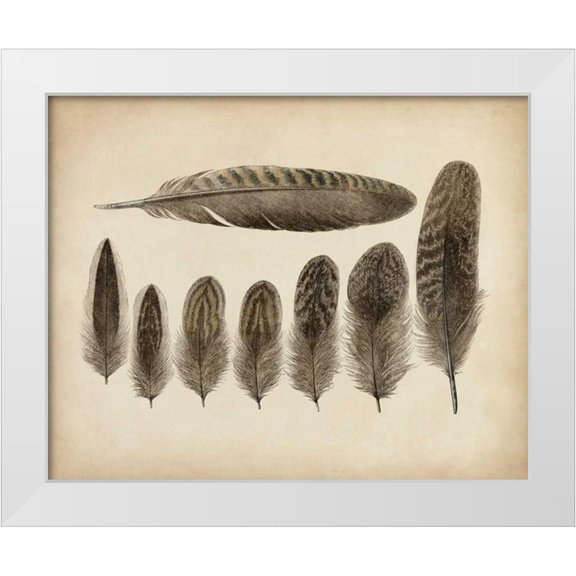 Unknown 14x12 White Modern Wood Framed Museum Art Print Titled - Vintage Feathers VIII