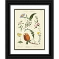 thumbnail image 1 of Unknown 14x18 Black Ornate Wood Framed with Double Matting Museum Art Print Titled - Botanical Register II, 1 of 4