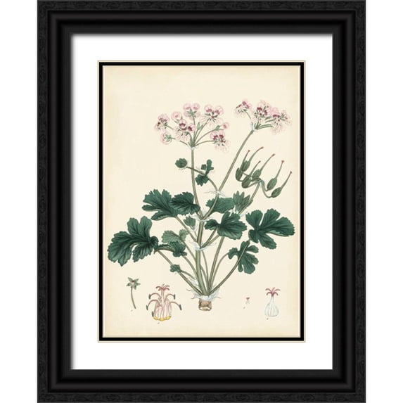 Unknown 14x18 Black Ornate Wood Framed with Double Matting Museum Art Print Titled - Splendors of Botany IX